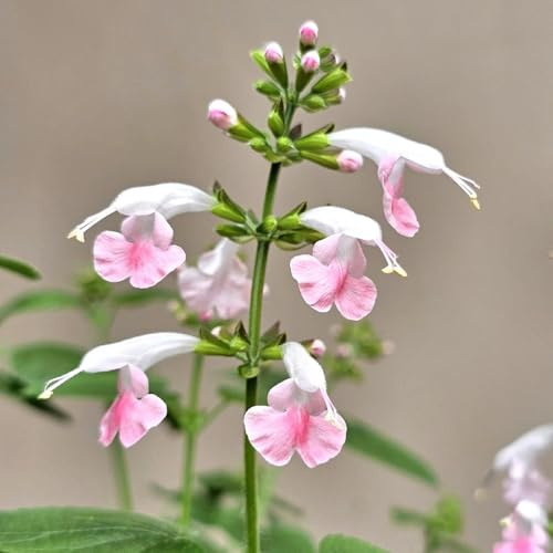 salbeisamen bodendecker winterhart mehrjährig salbei küchenkräuter balkonpflanzen heilkräuter nachhaltige geschenke blumensamen balkon küchenkräuter seltene deko kräutersamen 600samen
