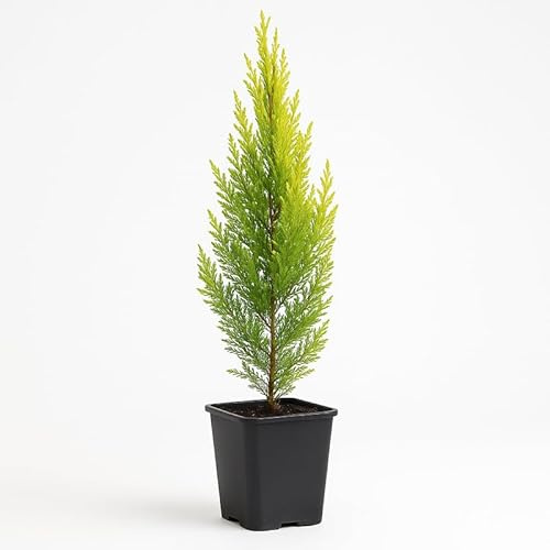 Myoshome - Ciprés Limón Goldcrest en Maceta 14 x14 cm, macrocarpa para Jardín, Balcón o Interior, Planta Aromática 50 cm Altura. Ciprés (Cupressus)
