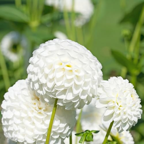 Tuberi di dalia resistenti d'appartamento esotiche ornamentali del varietà antiche biologiche rare tappezzanti in vaso bulbi 7pcs