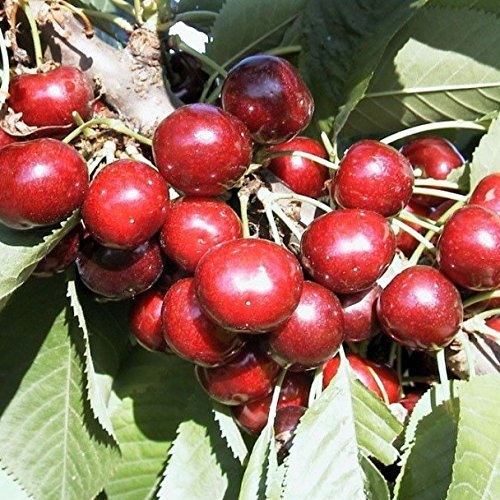 Celeste® selbstfruchtbare Süßkirsche Kirschbaum Buschbaum 110-140 cm 10 Liter Topf Unterlage F12/I