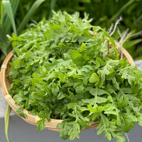 rucola samen winterhart - rucola pflanzen samen, hochbeete für garten, wintergemüse pflanzen kaufen rucolasamen bio mehrjährig, gemüsesamen, saatgut alte sorten, kletterpflanzen 400pcs