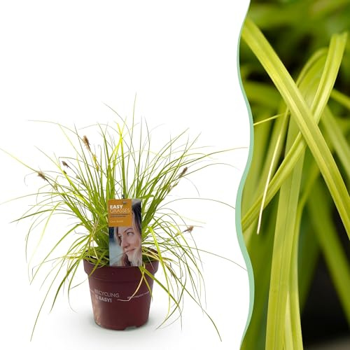 Prydnadsgräs - Carex oshimensis Everillo - Geelen - Evergreen - Hardy - 40-50cm - Ø17cm - Trädgårdsväxt