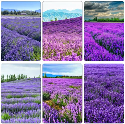 semi di lavanda giardino sul balcone interno decorazione 600pcs