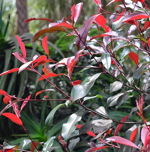 Glanzmispel Red Select 60-80cm - Photinia fraseri