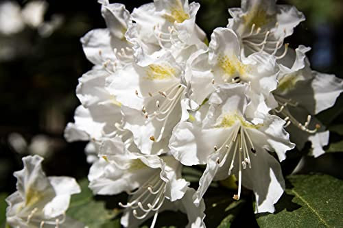 Rhododendron Cunningham White Evergreen Shrub Plant Extra Large in a 10 Litre Pot by DirectPlants™