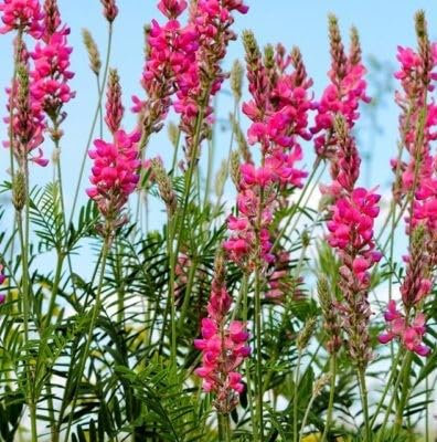 Semi Fiori per Api - Sementi Mellifere per Api - 1 kg - Semi per Apicoltura - Semi per Fiori Melliferi Lupinella