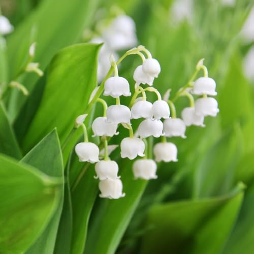 bulbi di mughetto primaverili decorazioni esotiche interno giardino decorative per aiuole decorazioni giardino per esterni arredamento del soggiorno 5pcs