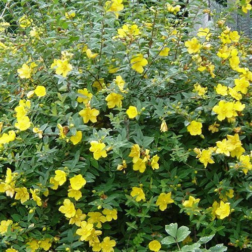 1 X Hypericum 'HIDCOTE' SEMI-Evergreen Shrub Hardy Garden Plant in Pot