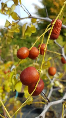 Ziziphus jujuba 'Dongzao' / Dattier chinois/Godet/Arbuste Fruitier