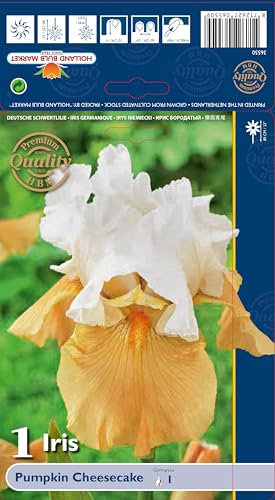 Iriszwiebeln : Iris germanica Bartiris  Pumkin Cheesecake  1 Rhizome