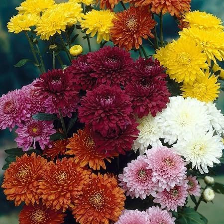 100pcs Mixed Chrysanthemum Flower Seeds