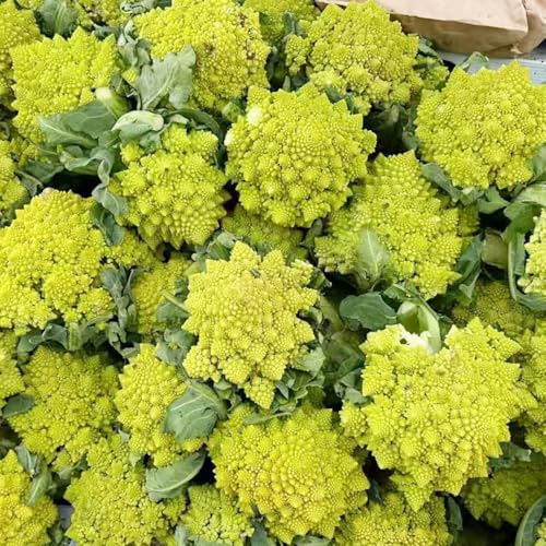 semi di cavolfiore - giardino biologici, per da appartamento esotiche decorative 300pcs