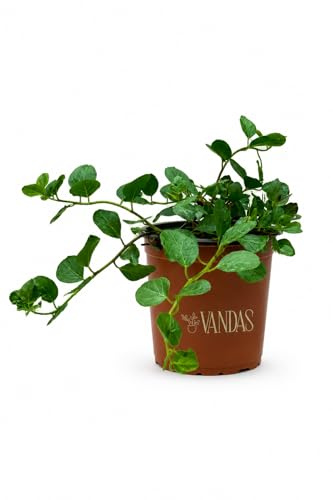 Vandas Pianta di Cappero in Vaso Pianta Aromatica Mediterranea per Balcone Giardino e Cucina Made in Italy