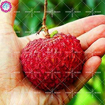 Potseed 11.11 Grande 10 pcs/lot géant Litchi Graines de jus de Fruits dans Le Jardin Graine Rillettes & Maison aweet Vivace Herbe Organique Plante