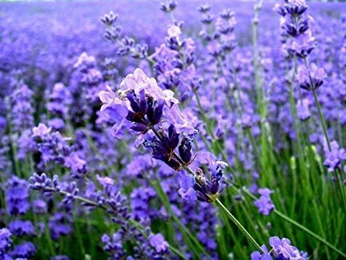 20 PC/Semillas Semillas lavanda bolsa de hierba flor de la lavanda angustifolia hierba de semilla Jardín Balcón de la maceta de semillas