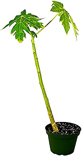 Papayo | DECOALIVE | Árbol de la Papaya | Planta Natural | Árbol Frutal de Exterior