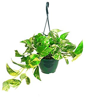 Garden Center Shop | Pothos M15 – Epipremnum aureum | Planta Natural Trepadora Compacta | Follaje Verde Brillante y Fácil Crecimiento | Ideal para Interiores y Purificación de Ambiente