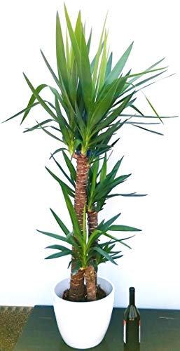 POWERS TO FLOWERS - YUCCA A TRE TRONCHI XXL IN VASO CERAMICA BIANCO, Tronchetto della felicità, pianta vera