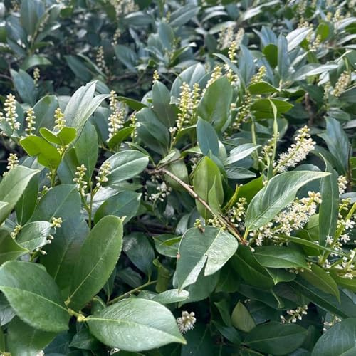 semillas de laurel cerezo - Cobertura del suelo organicas interior exóticas para balcón 30pcs