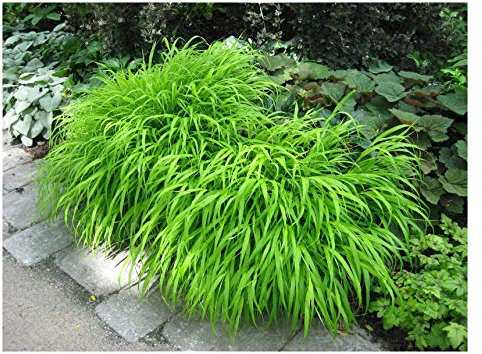 3 x Hakonechloa macra im 1 Liter Topf (Ziergras/Gräser/Staude/Winterhart/Bodendecker/Mehrjährig) Japanisches Berggras - Ziergras mit Anmut und fernöstlichem Flair - Japangarten - von Stauden Gänge