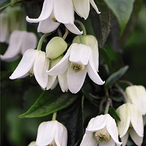 Clematis urophylla 'Winter Beauty', Old Man's Beard, Hardy Perennial, Evergreen, Winter Flowering, Ideal for Warm Sheltered Spot, Potted Plant by Suttons (1, 2-Litre Pot)