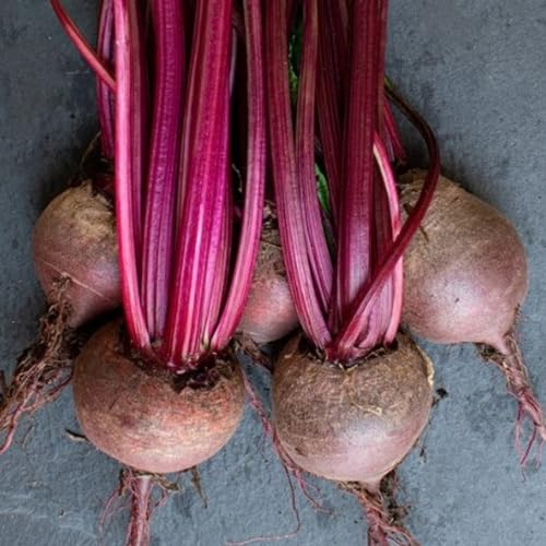 Beetroot Seeds - 200 Detroit Crimson Globe Beetroot Seeds – Plant and Grow Your Own Vegetables Ideal for Greenhouse, Garden, Polytunnel, Large Pots or Containers - Packed in The UK by Meldon Seeds