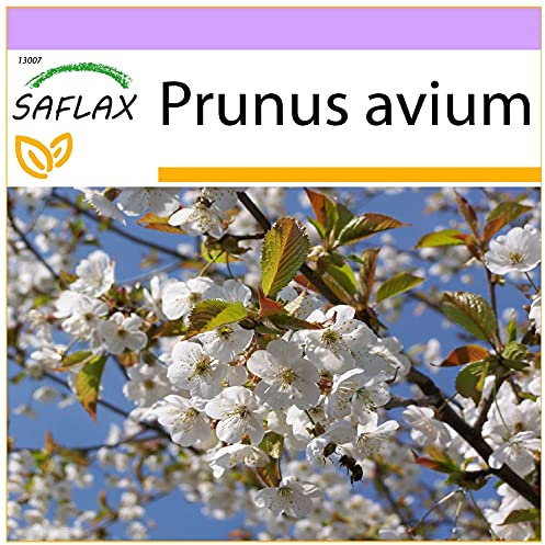 SAFLAX - Cerisier des oiseaux - 10 graines - Prunus avium