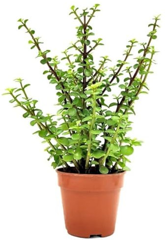 DECOALIVE Planta del Jade Portulacaria Afra Planta de Interior y Exterior Natural
