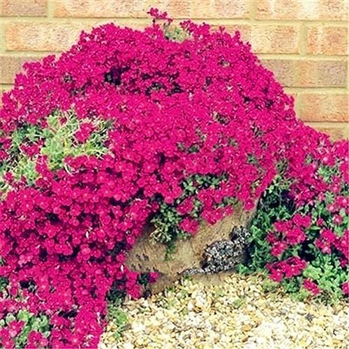 PERZOE 500 Stück Garten-Bodendecker, mehrjährige Blumenpflanze, Dekor-Felsenkresse-Samen Felsenkresse-Samen