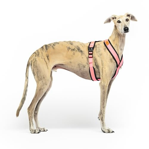 Imbracatura Riflettente Anti-Tirare a Forma Y- Ideale per Lebreles: Levriero Italiano, Whippet, Levriero, Podenco - Sicuro, Traspirante e Durevole - Perfetto per Camminare, Allenare e Correre -