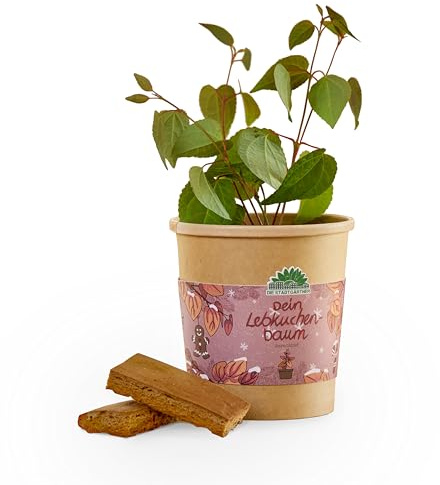Anzuchtset für einen Lebkuchenbaum von Die Stadtgärtner | Katsura-Baum Starter-Set inkl. Pflanzbecher, Saatgut und Kokoserde | Tolle Geschenk-idee für Freunde, Kinder, Gärtner & Co.