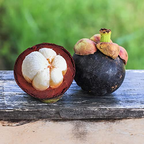 semi di mangostano, da frutto colonnari frutto colonnare raro semi di da nani, resistenti mangostano frutteto comprare per giardinieri esotico 16pcs