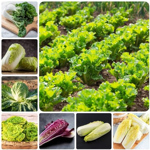 Semi di Pak Choi, giardino sul balcone Semi di cavolo cinese biologici, semi di resistenti per il giardino acquistare di invernali tappezzante perenne 300pcs