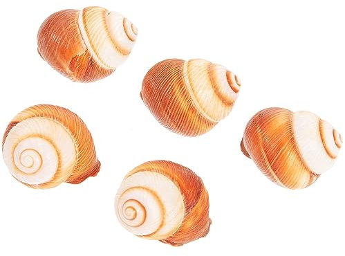 minkissy 5 Pezzi di Gusci di Lumaca Naturali Gusci di Lumache per La Cottura in Stile Francese Gusci di Lumaca Commestibili Sicuri Materiale Spesso per Cucinare