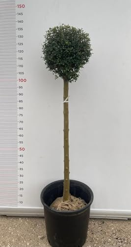 PIANTA DI LIGUSTRUM JONANDDRUM IN VASO ALBERELLO 1/2 FUSTO (foto reali) LIGUSTRO