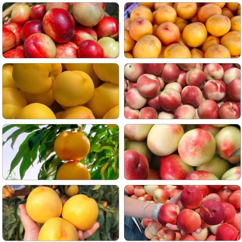 Nektarinenbaum pflanzensamen pflanzenkübel säulenobstbäume winterharte kübelpflanzen obstbäume topfpflanzen zimmerpflanze zwergobstbäume pfirsichbaum obstsamen gartenpflanzen 15samen