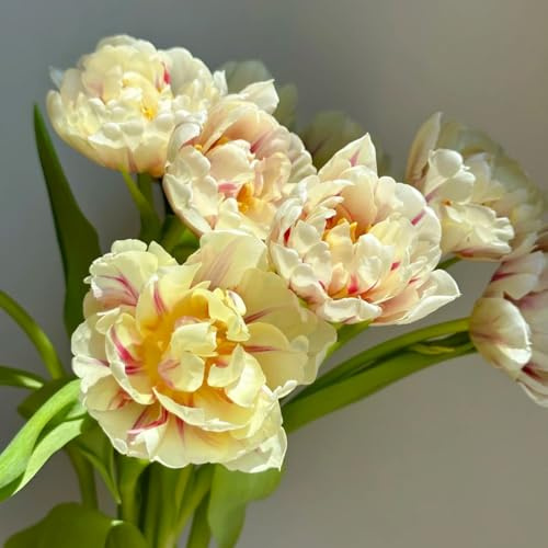 Bulbi di tulipano resistenti bulbi per i luoghi soleggiati serre balcone varietà antiche biologiche rare ornamentali del 2pcs