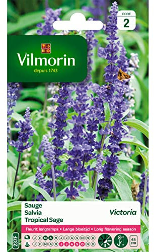 Sachet graines Sauge Bleue Victoria