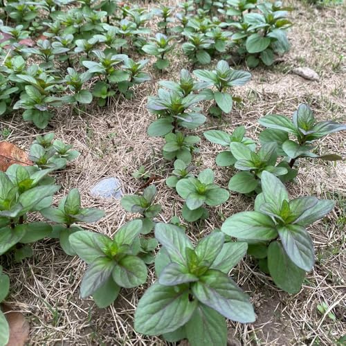 semillas de menta orgánica de balcón para jardín perennes resistentes, 800pcs