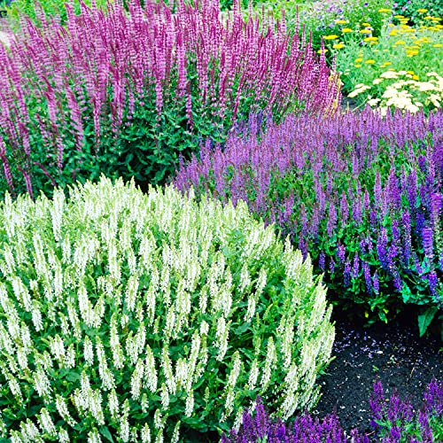 Winterharte Salvia Stauden Kollektion (10 Pflanzen/Zwiebeln), Mix von 5 Sorten für Garten, 2 von jeder Farbe, große mehrjährige Pflanzen aus Holland (kein Samen), Weiß-Rot-Rosa-Violett Hybriden