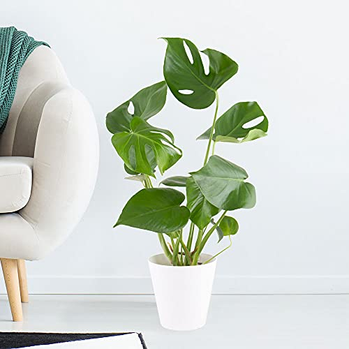 Monstera Deliciosa, Fensterblatt, echte Zimmerpflanze, Topfgröße 14 cm, Höhe circa 50 cm, pflegeleicht und luftreinigend, Zimmerpflanzen für die Wohnung oder das Büro, Pflanzenversand