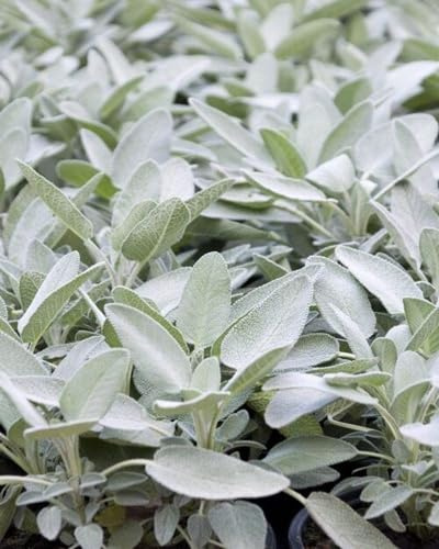 40 semi di salvia bianca