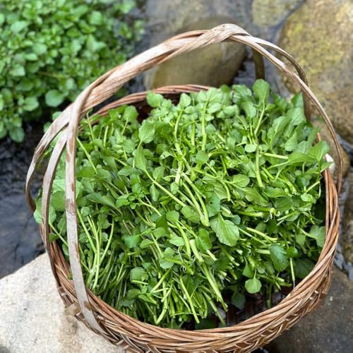 semi di crescione, appartamento di selvatiche resistenti per il giardino decorazione serra 90pcs