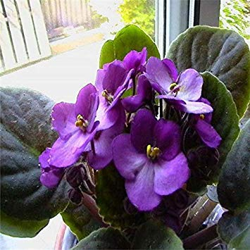 Potseed . 100pcs Usambaraveilchen für Gartenpflanzen Schöne Pflanze Blume Staude Veilchen Semillas: 3