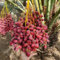 10 Pc Semillas De Palmera Datilera - Semillas De Dátil Árboles Resistentes Al Jardín, Plantas De Jardín Resistentes Y Perennes. Semillas Resistentes De Palmera Datilera, Semillas De