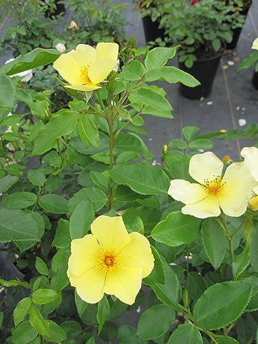 Rosa Tottering by Gently ® - Englische Rose Tottering by Gently ® - Austin Rose