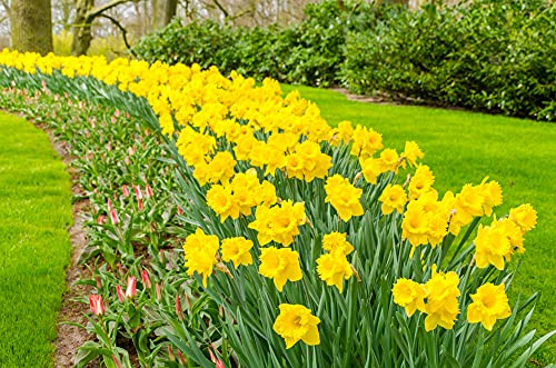 Days of Daffodils – 50 Large Yellow Narcissus Bulbs – Giant Daffodils, Fast-Growing - Easy to Grow, Indoor or Outdoor - Early Spring Blooms - Sunshine Yellow Flowers