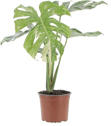 KENTIS - Monstera Thai Constellation - Piante Rare da Interno Ornamentali - Pianta Vera da Appartamento Purifica Aria - H 60/70 cm Vaso Ø 17 cm