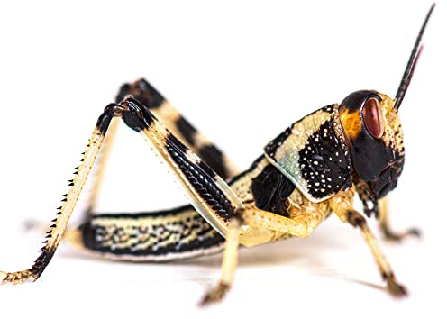 Livefoods4u Medium Locust Live Food (12-20mm) - Perfect for Reptiles - Sustainably bred (Tub of 50)