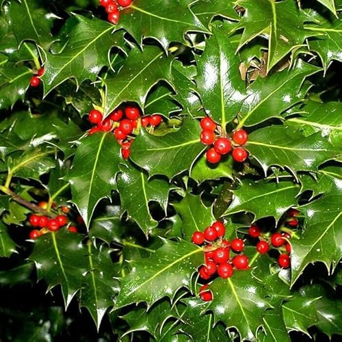 Ilex Aquifolium - Acebo de Navidad - Planta Viva - Flor de Pascua Altura 30cm Maceta 17cm